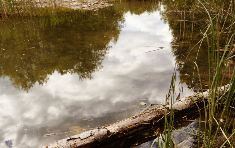 Ein Biotop als Teil der Umweltschutzmaßnahmen beim Kraftwerksbau, mit ruhigem Gewässer, Uferbewuchs und einem ins Wasser gefallenen Baumstamm, der als natürliche Lebensraumstruktur dient.
