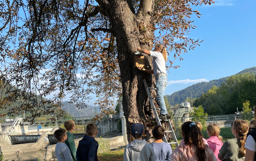 Schulkinder beobachten, wie ein Nistkasten für Vögel und Fledermäuse am Baum während einer Umweltschutzaktion im Rahmen des Baus des Kraftwerk Gratkorn installiert wird, um lokale Tierarten zu unterstützen.